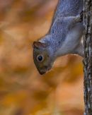 Grey_Squirrel